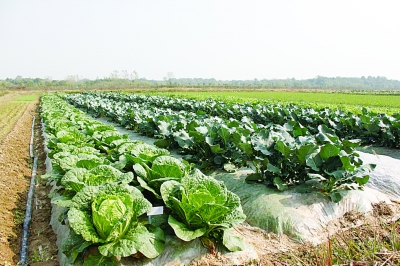 有机蔬菜基地(白菜).jpg